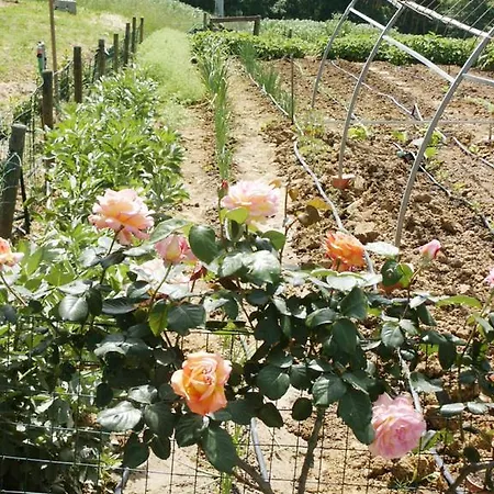 Tenuta Il Casone Фермерский дом *